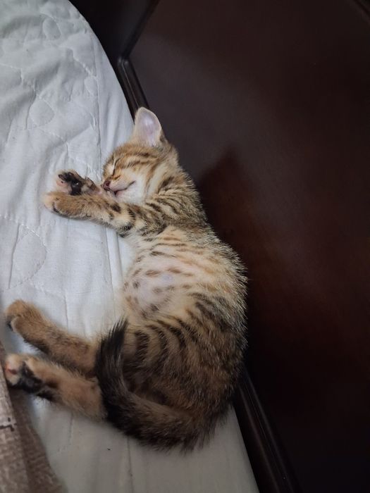Віддам в добрі руки кошенят