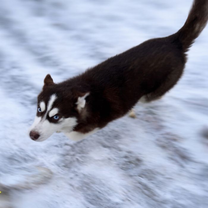 Syberian husky piesek