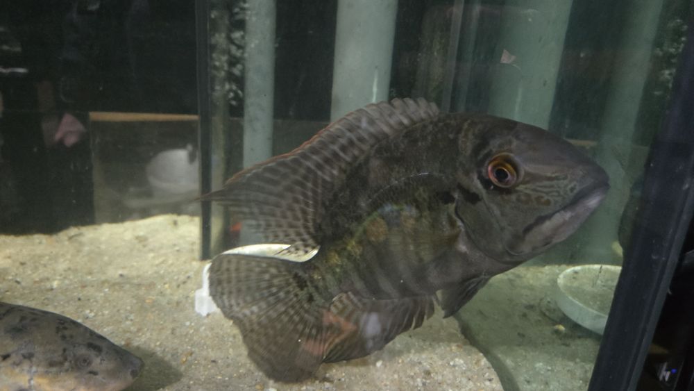 Papagaio Verdadeiro (Hoplarchus psittacus)