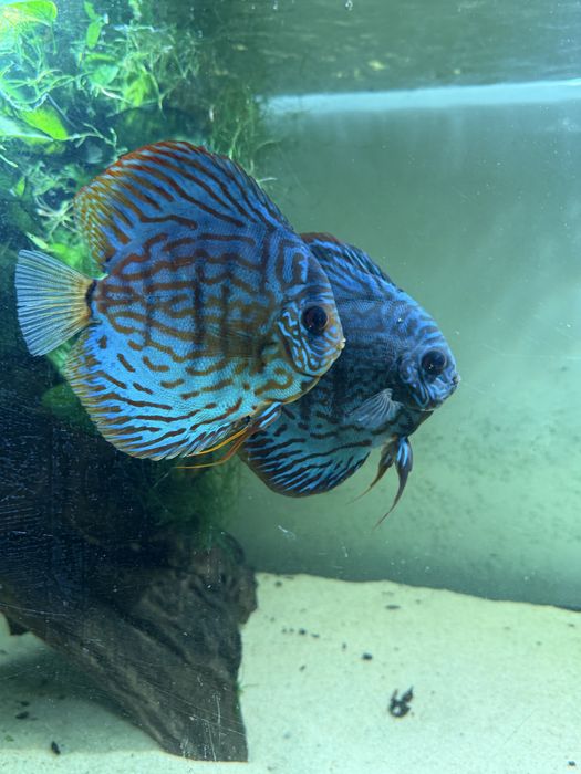Discus blue Turquoise
