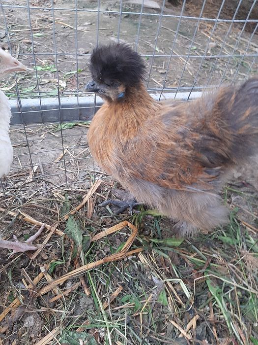 Китайських шовкових курей