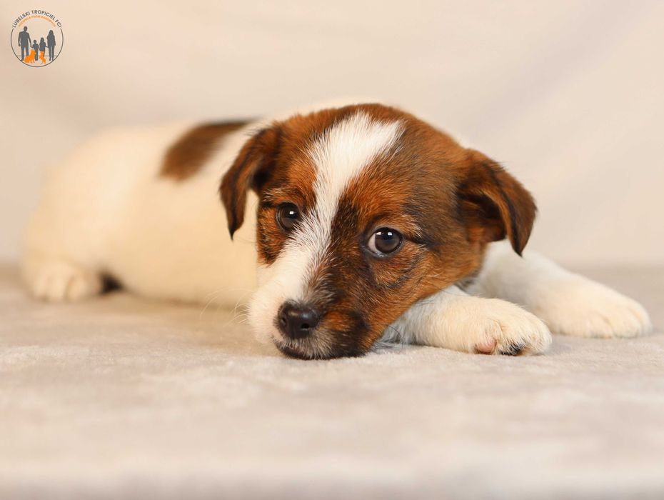 Jack Russell Terrier ZKwP FCI
