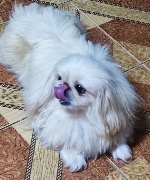 Мальчики королевского пекинеса