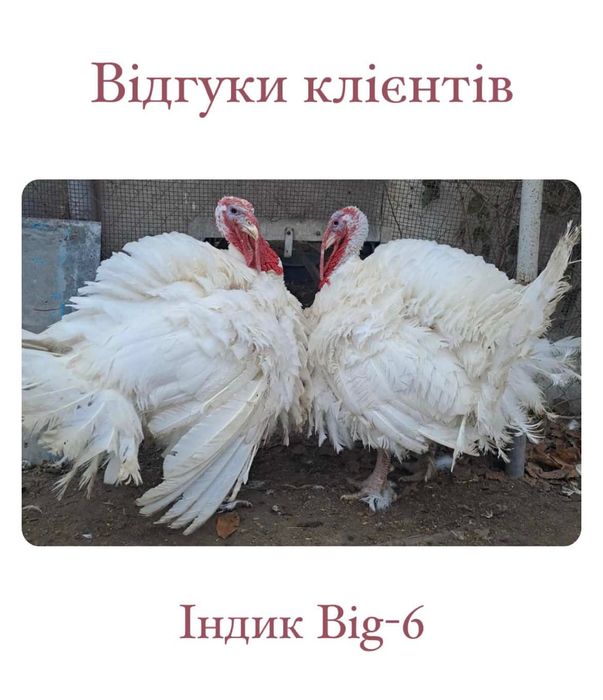 Бройлер,Триколор, Іспанка голошийка, Долматинець, Домінант, Мулард