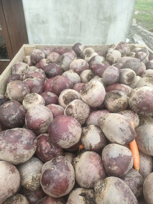 Marchew, buraki odpadowa młoda dowóz