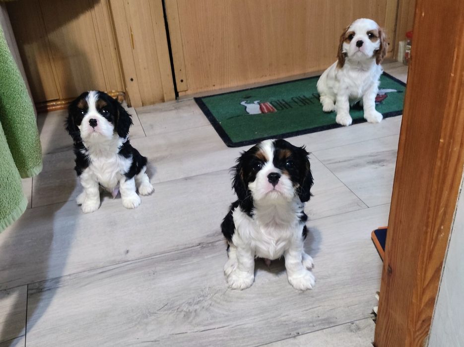 Cavalier King Charles Spaniel - trzy pieski