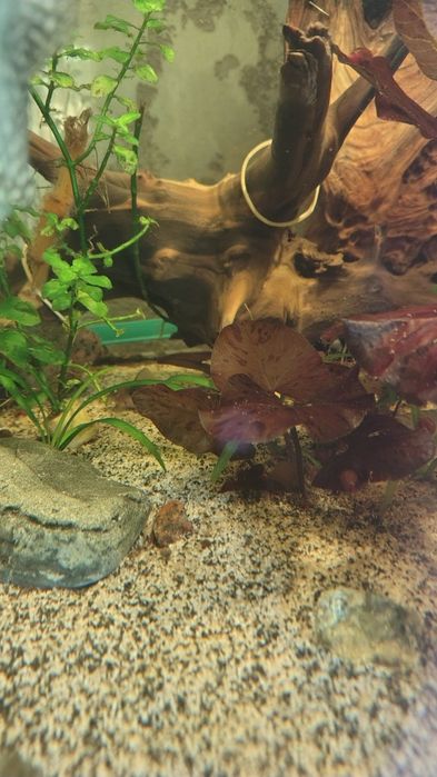 Anubisa Lotos Pistia Trawa Rogatek