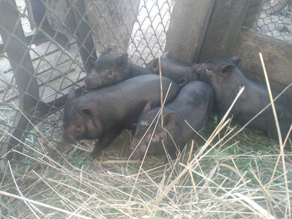 Продам вєтнамські свині