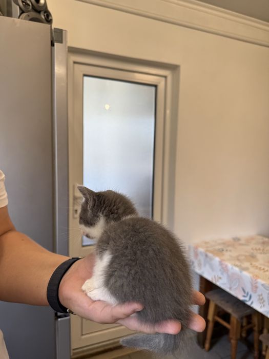 Кошенята 2 місяці