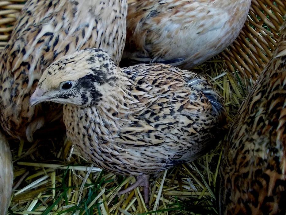Перепела! Есть выбор! Яйцо инкубационное!
