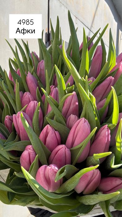 Тюльпаны оптом опт пачками цветы Одесса