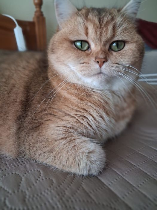 British  Shorthair  silver and golden