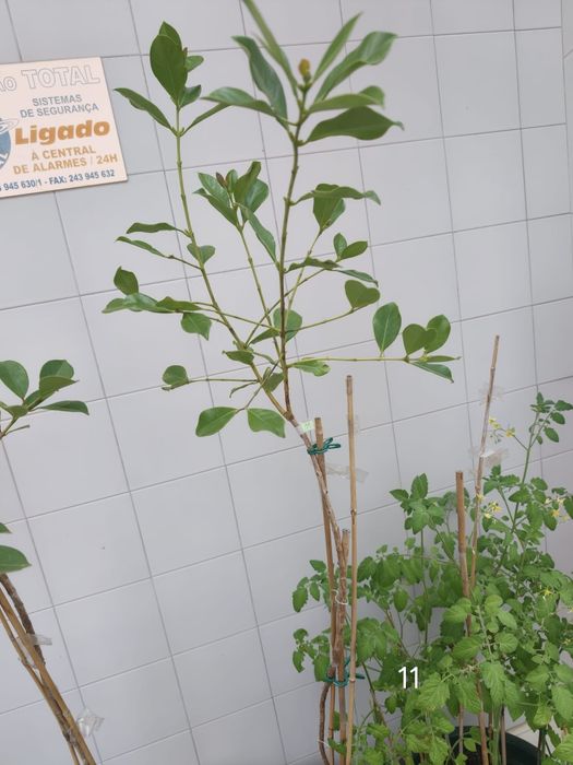 Araçás vermelhas e amarelas (árvores de fruto)