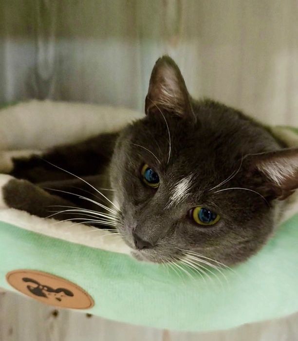 Плюшевий котик Одін чекає на свою люблячу матусю!