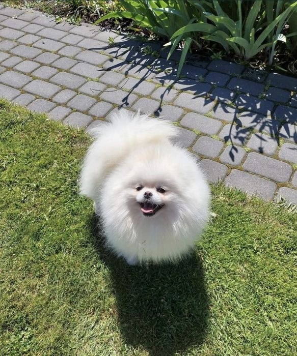 Bialutki  pomeranian piesek po ojcu import Korea