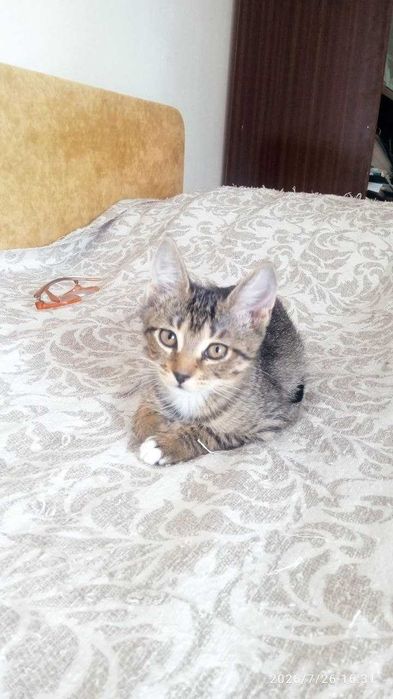 Воспитанные котята ищут дом