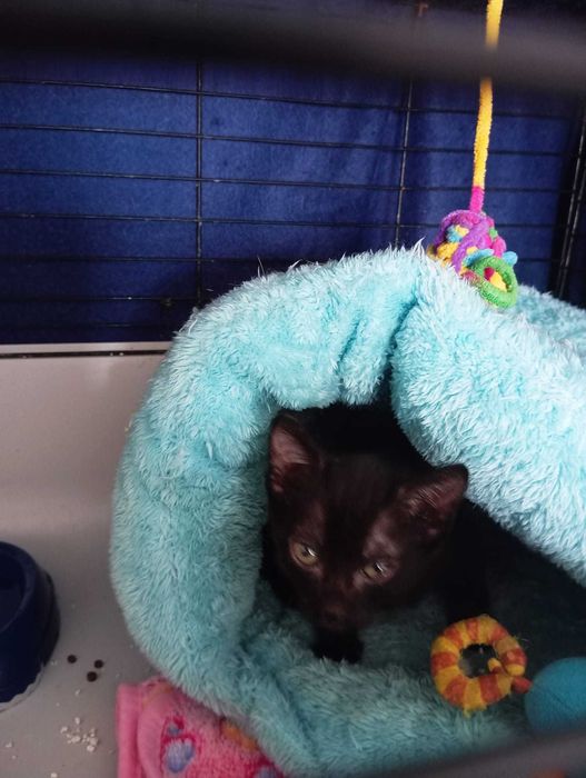 Jerry - Para Adopção responsável