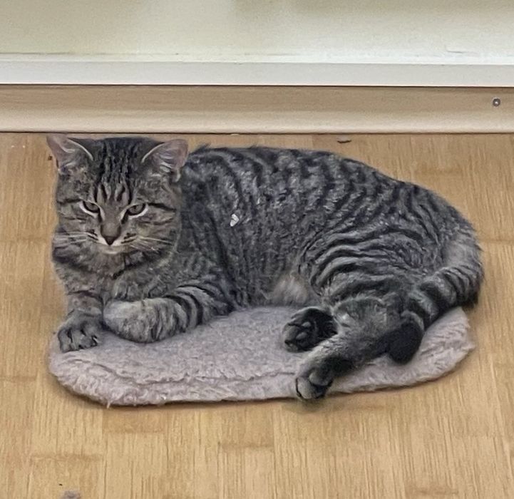 Кіт котик кішка котики безкоштовно