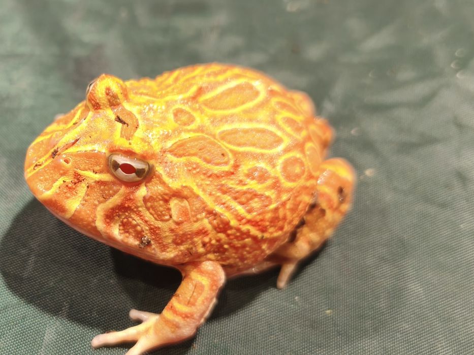 Żaba rogata Strawberry (Pacman frog) – unikalna barwa, zdrowa, Wałbrzy