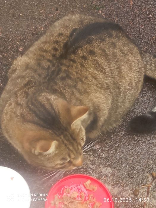 Котик чекає на люблячу родину