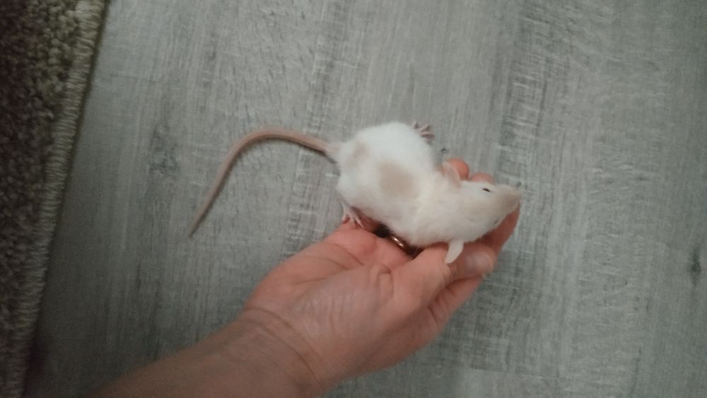 Ручные добрые крысята с доставкой клеткой крыса белая черная серая рыж