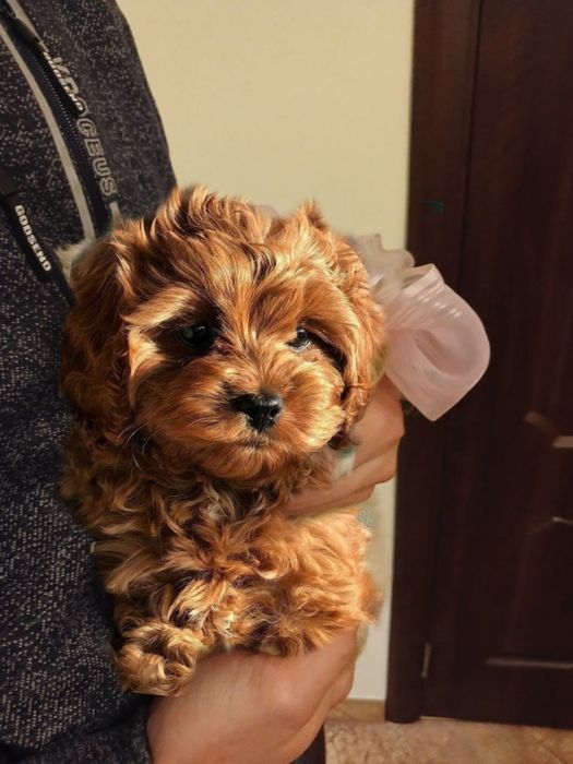 Цуценята кокапу, кавапу, пудель, мальтіпу.