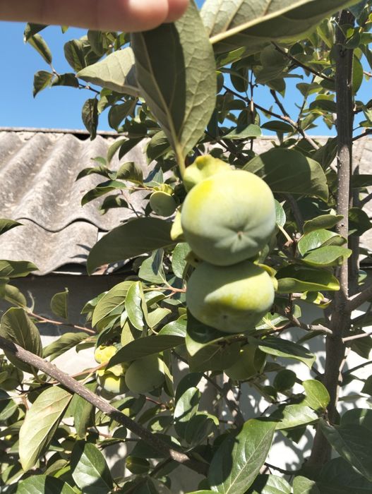 ИНЖИР САЖЕНЦЫ), ПРОДАМ,хурма, киви, гранат, фисташка,