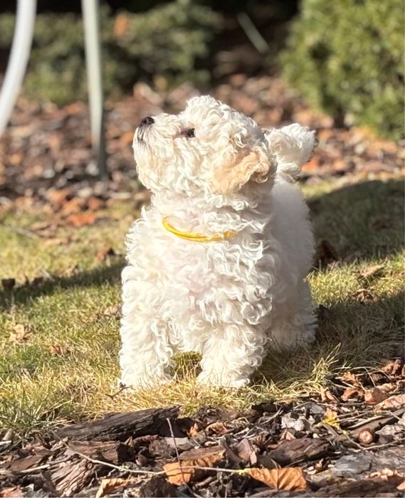 Bichon Frise ZKwP FCI szczenię