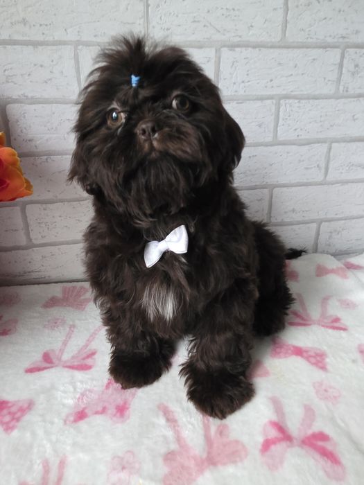 Shih Tzu  Czekolada komplet szczepień
