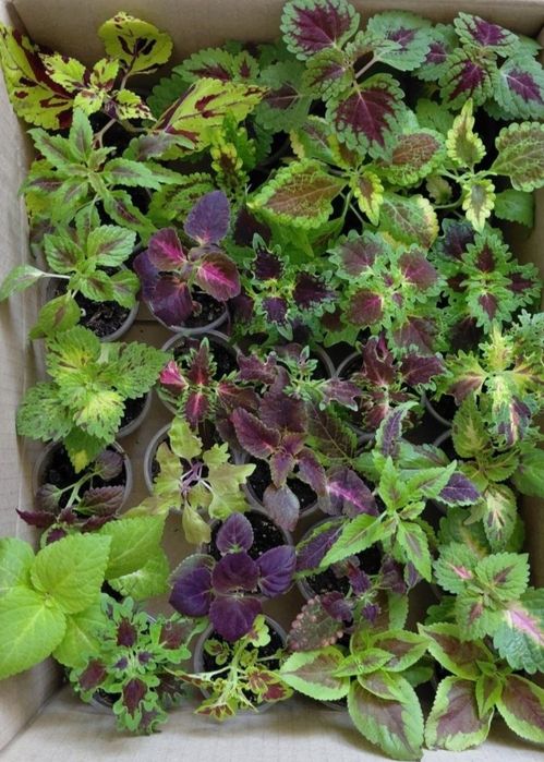 Колеус свіжий  зріз