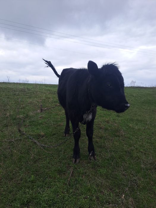 Продам бичка на докорм