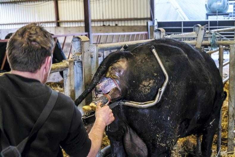 Urządzenie porodowe ze zmiennym lub stałym naciągiem. Wycielacz