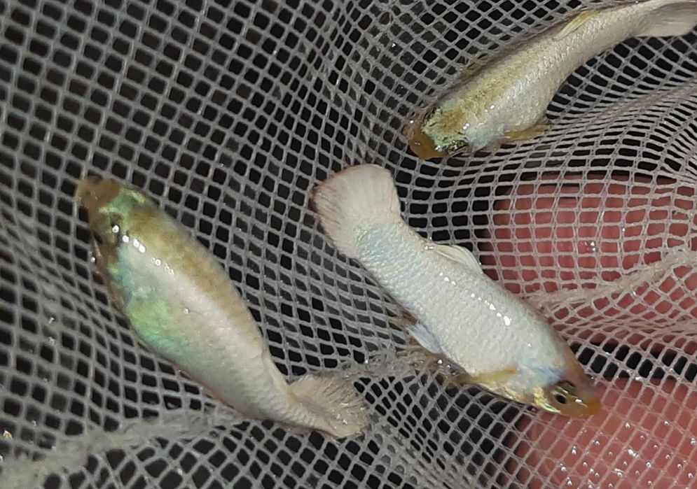 Gupik odmiana WHITE - Poecilia reticulata - dowozimy, wysyłamy