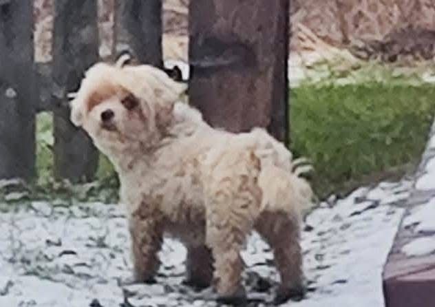 Suczka znaleziona w Wińsku