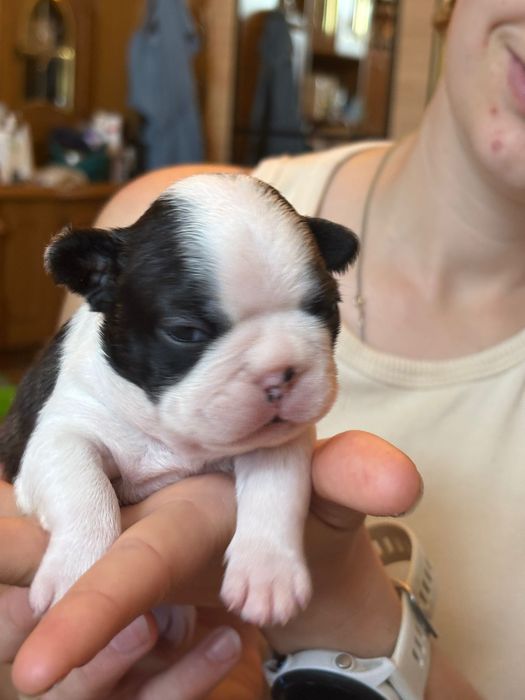 Boston Terrier ZkwP