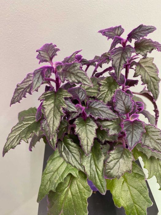 Ginura (fioletowa) Gynura