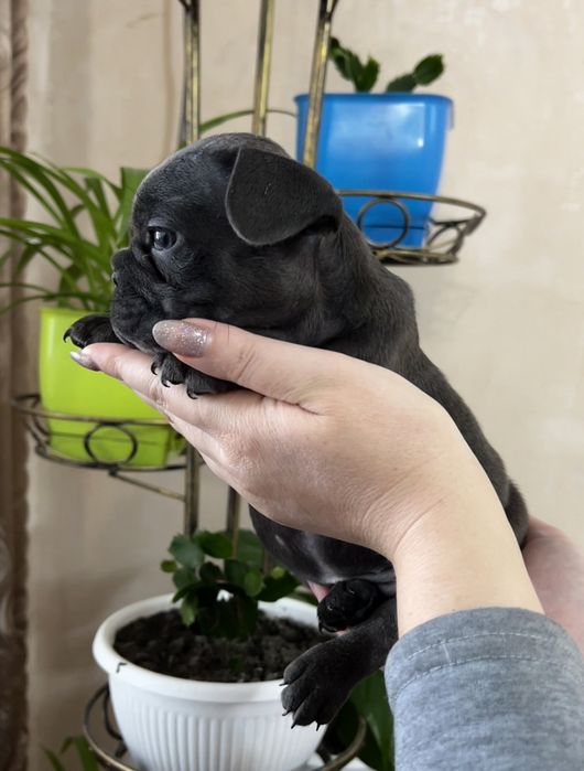 Продам мальчика французского бульдога