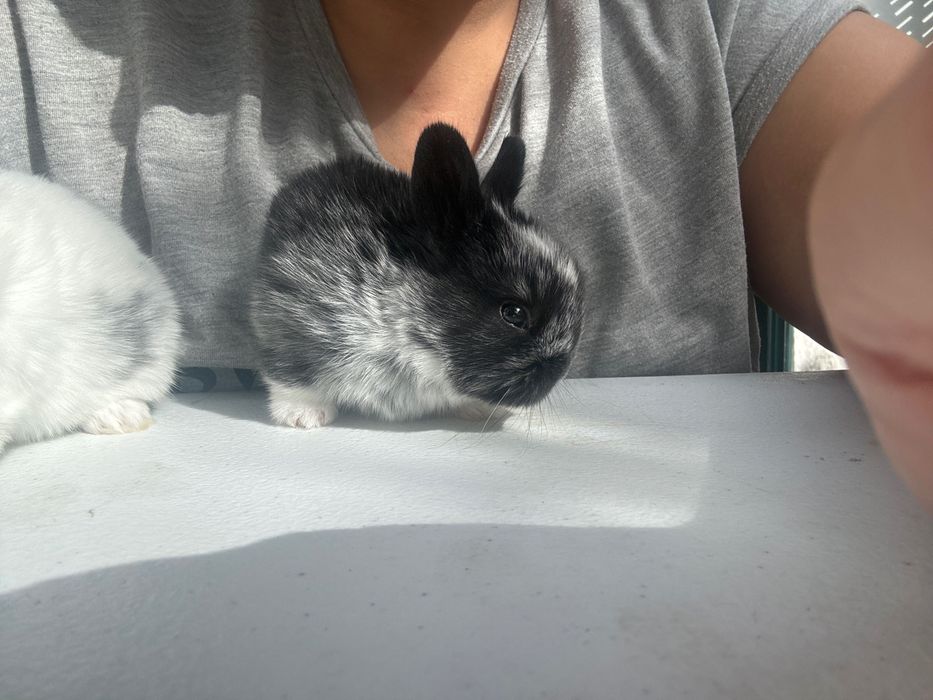 Coelhos anões bebé docil