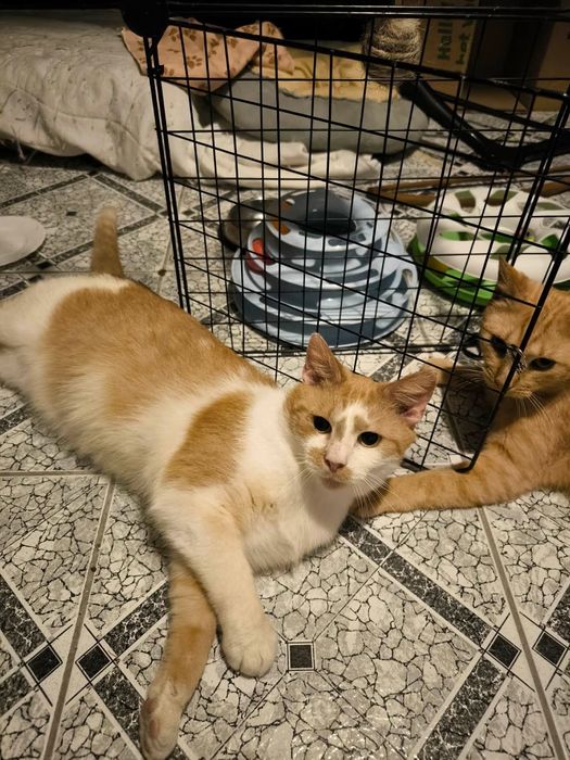 Cynamon kocurek Około 1.5 roku kot do adopcji