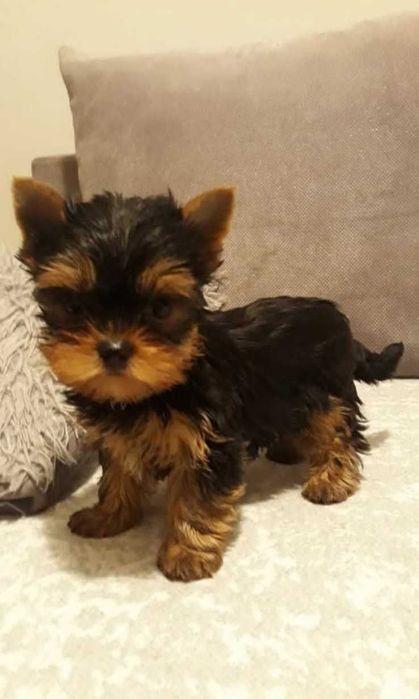 Suczka miniaturka York z rodowodem!