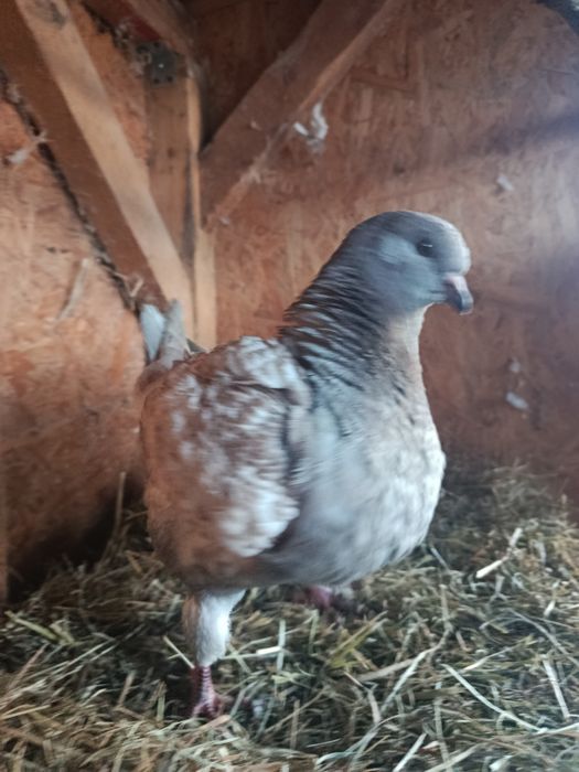 Gołębie kingi.   .