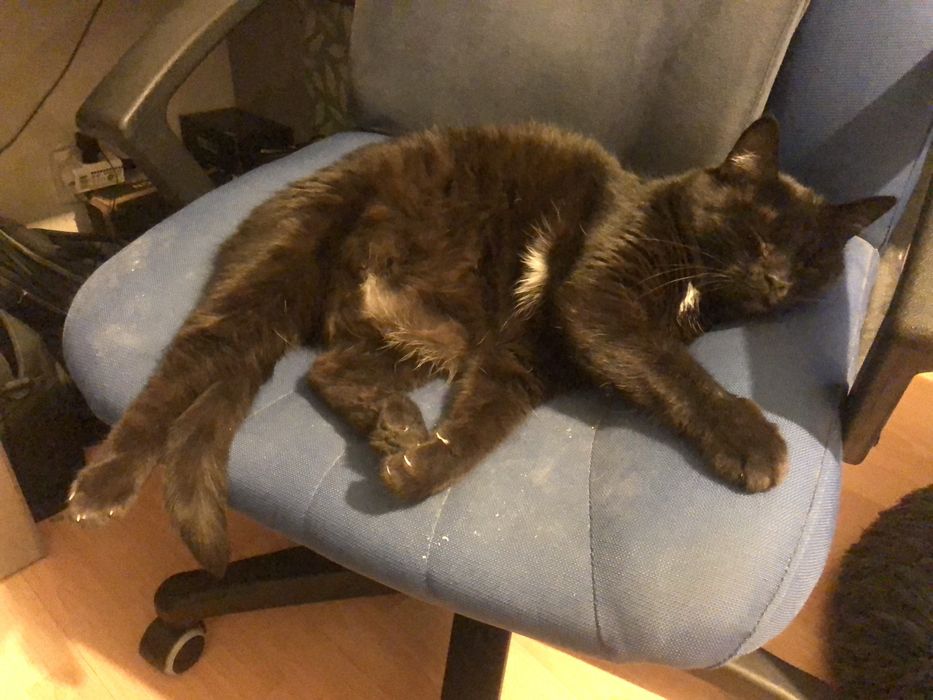 Śliczna Fasolka PILNIE szuka domku!