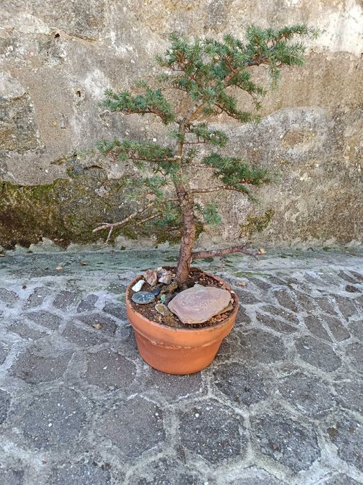 Bonsai cedro do atlas.