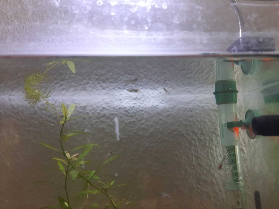 guppys bebés amarelo florescente