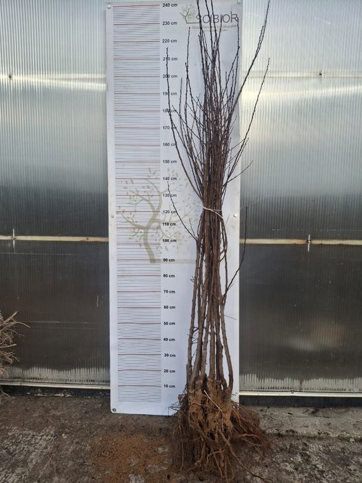 Wiśnia Sabina okulizowana na antypce