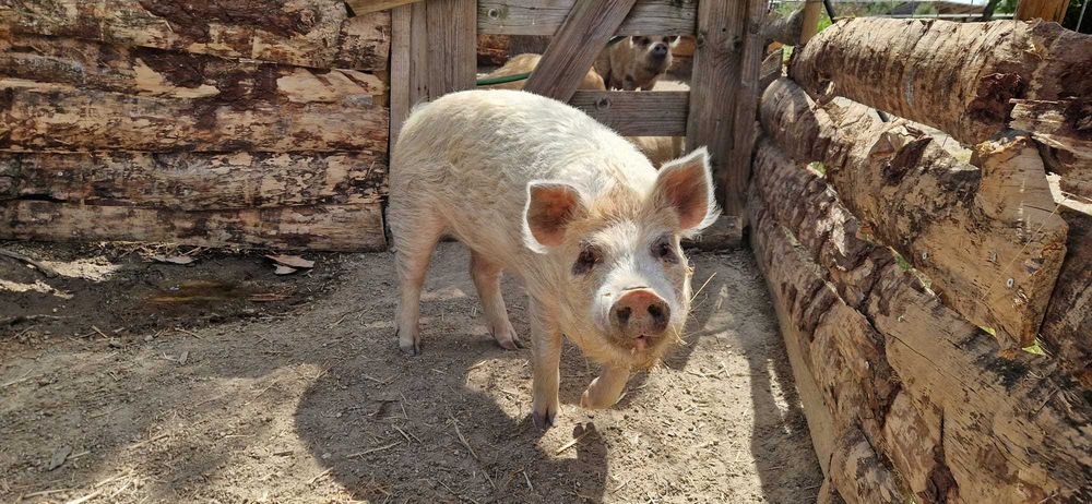 Porco Kune Kune macho – nascido em agosto de 2025