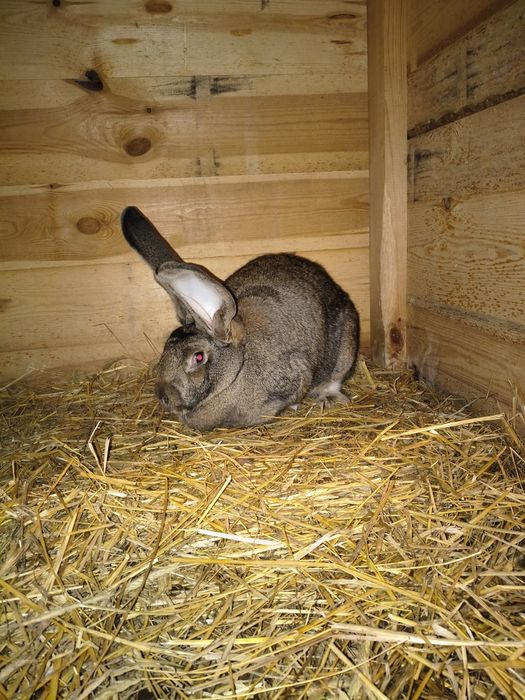 Sprzedam samca i samice olbrzym belgijski