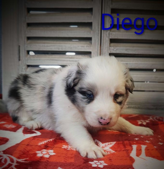 Border collie piesek Blue merle przebadani rodzice