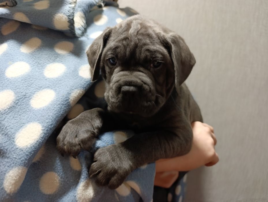 Цуценята Кане корсо