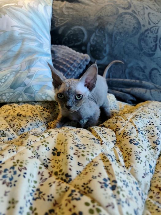 Kotka Devon Rex
